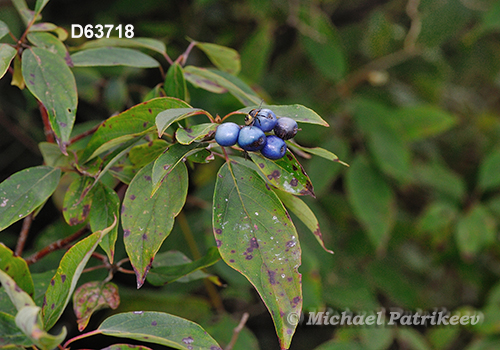 Cornus obliqua